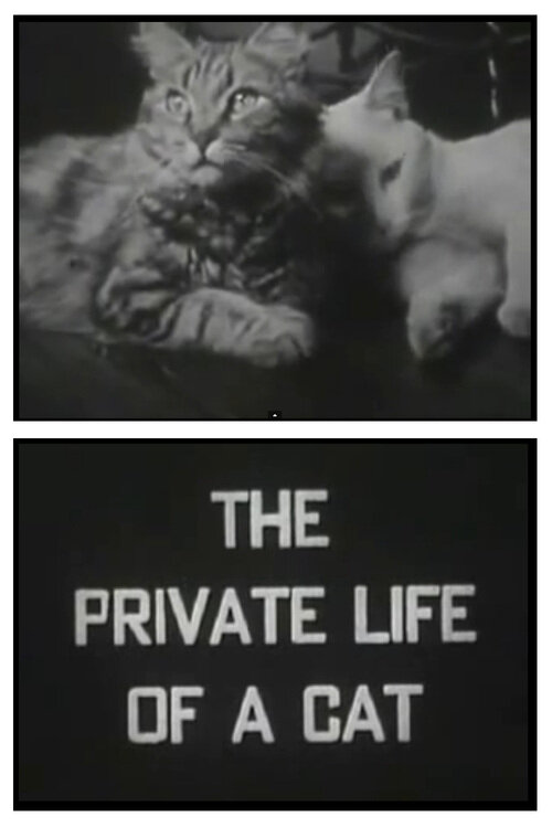 Личная жизнь кота (1946) постер